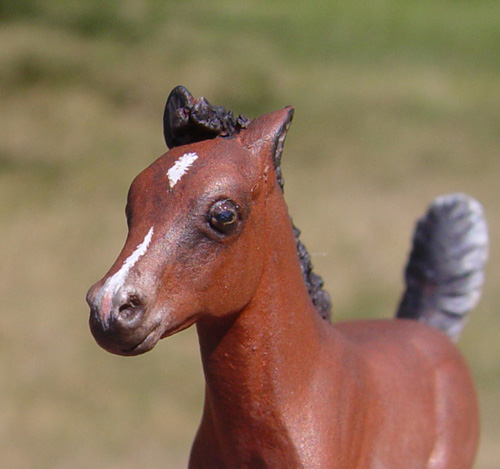 Thoroughbred X